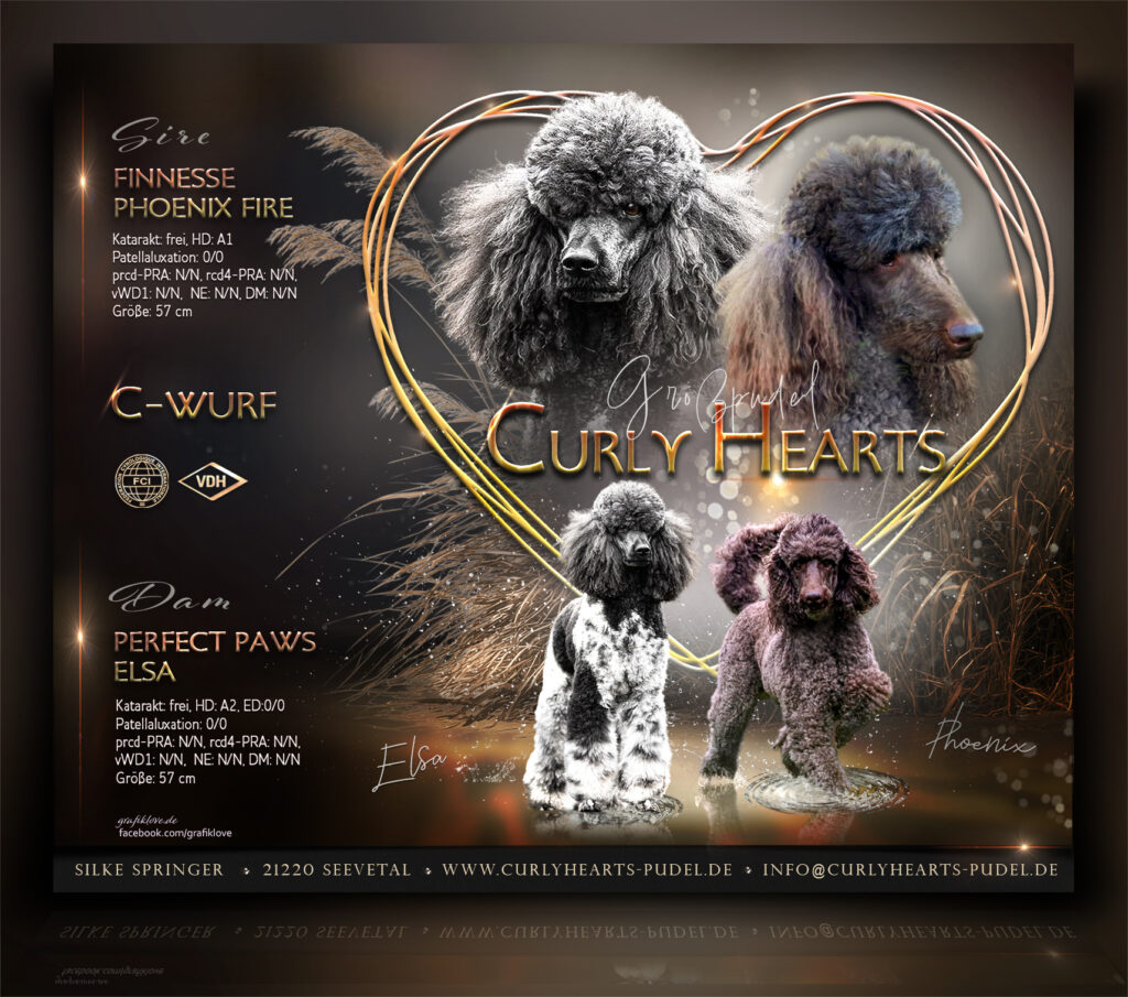 Wurfcollage B-Wurf Großpudel: Verpaarung von Perfect Paws Elsa und Finnesse Phoenix Fire– Curly Hearts Pudelzucht Seevetal